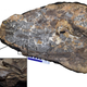 Image: D. Foffa et al., 2017